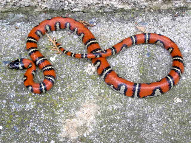 lampropeltis ruthveni aberrante 2