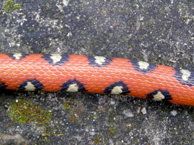 lampropeltis ruthveni aberrante5