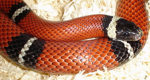 lampropeltis sinaloae.jpg
