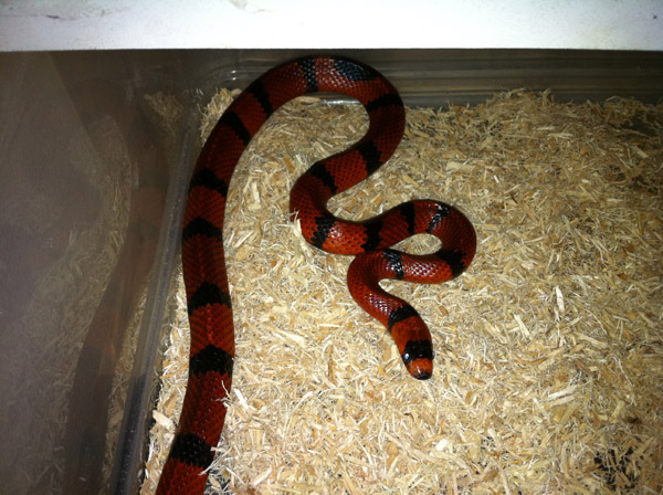 Lampropeltis tr. hondurensis hypo 2