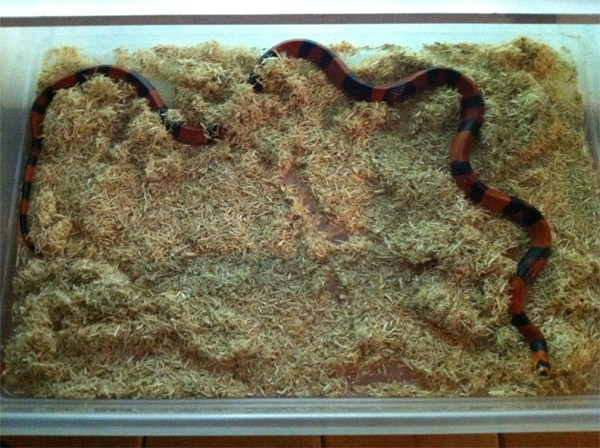 Lampropeltis tr. hondurensis hypo