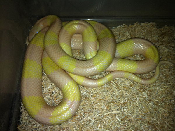 Lampropeltis tr. hondurensis snow