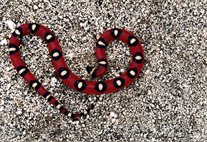 Lampropeltis triangulum annulata spotted