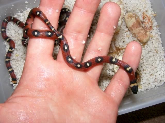 Lampropeltis triangulum annulata spotted