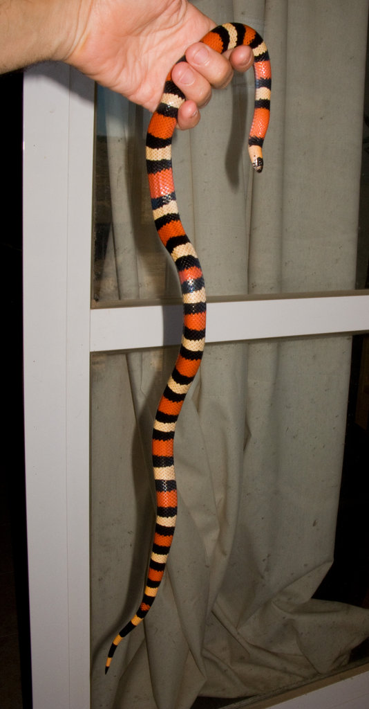 Lampropeltis triangulum campbelli apricot