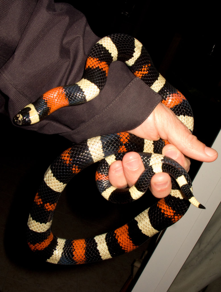 Lampropeltis triangulum campbelli