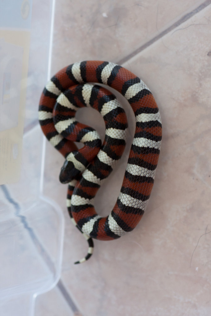 Lampropeltis triangulum gentilis