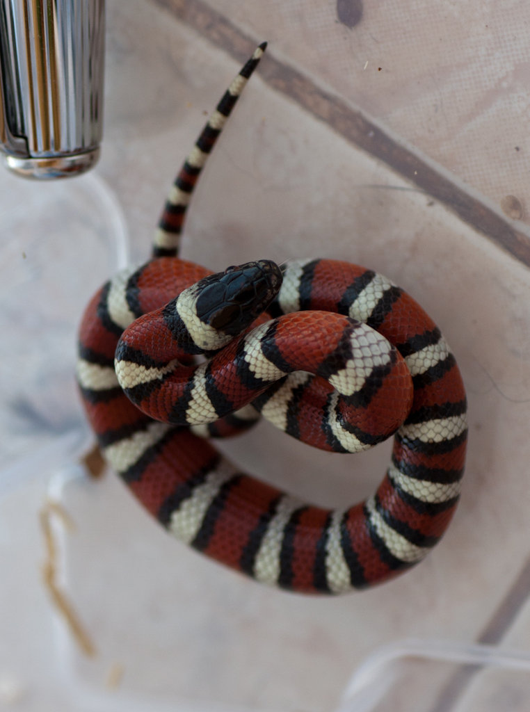 Lampropeltis triangulum gentilis