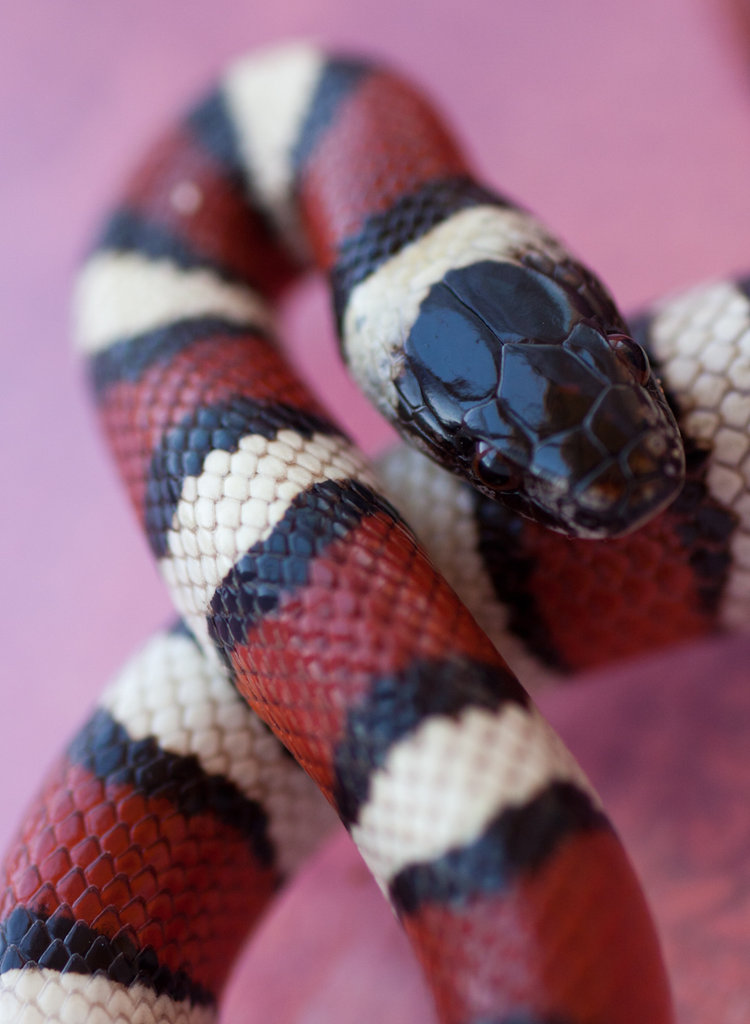 Lampropeltis triangulum gentilis