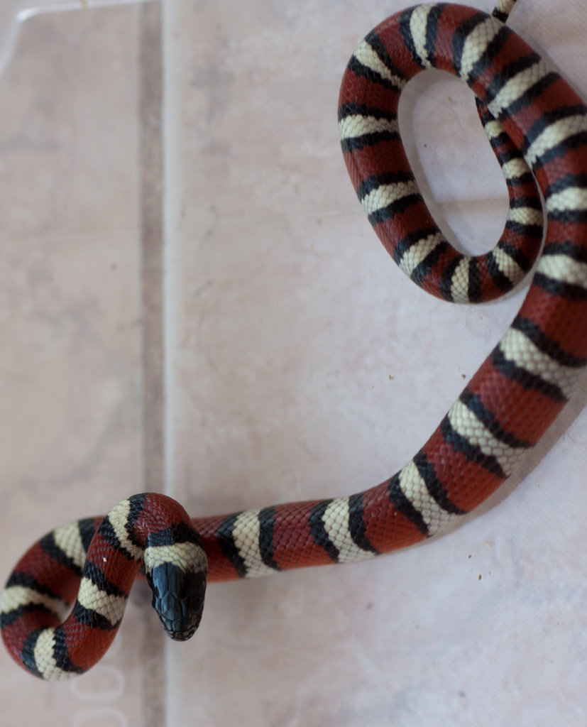 Lampropeltis triangulum gentilis