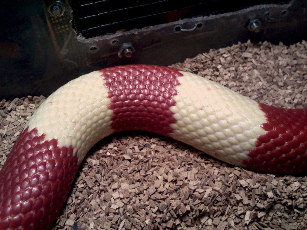 Lampropeltis triangulum hondurensis albina bicolor hetero tangerina cuerpo