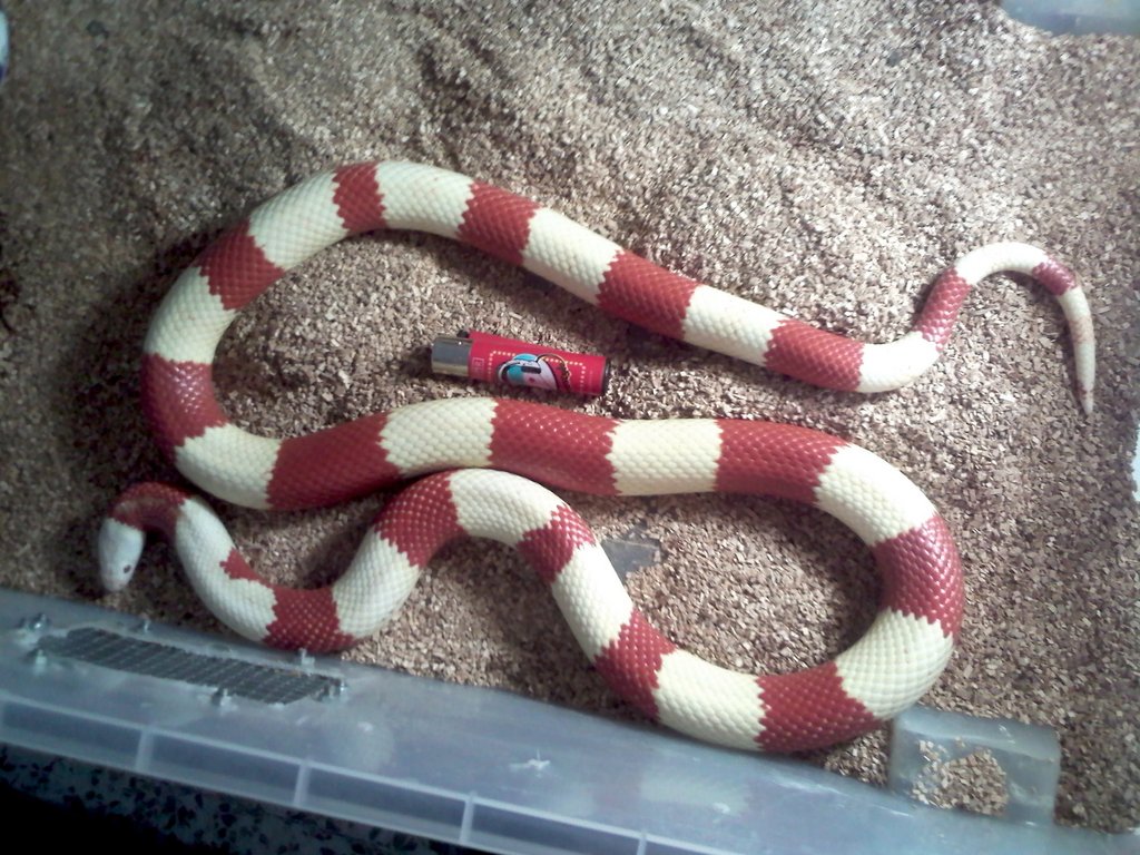 Lampropeltis triangulum hondurensis albina bicolor hetero tangerina