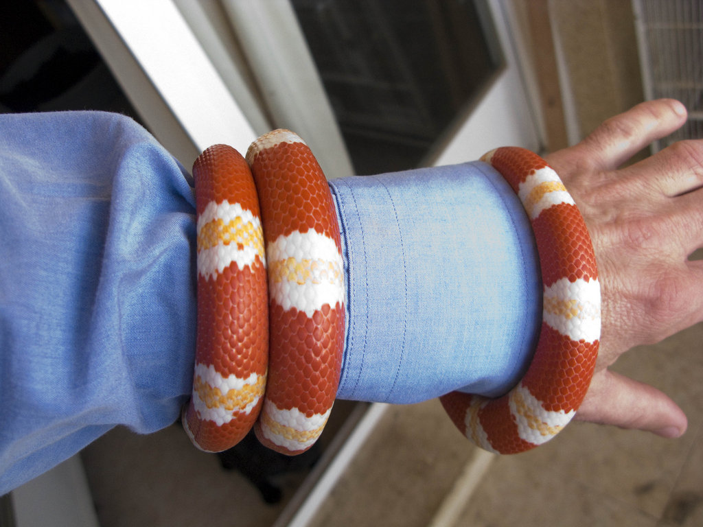 Lampropeltis triangulum hondurensis