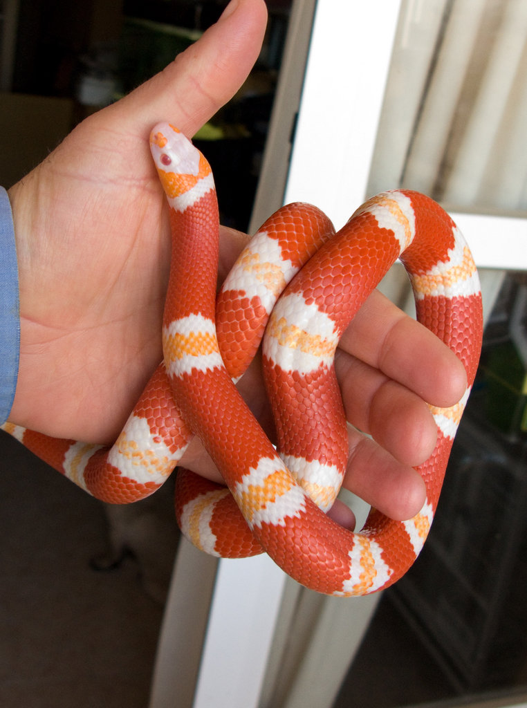 Lampropeltis triangulum hondurensis Fauna Exótica