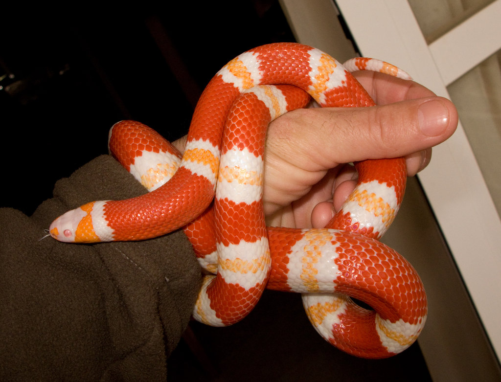 Lampropeltis triangulum hondurensis