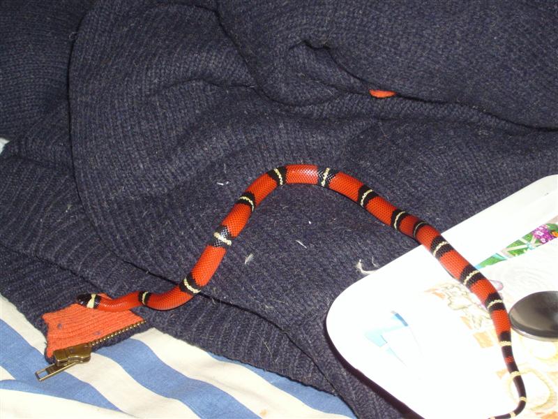 lampropeltis triangulum sinaloae (Medium).JPG