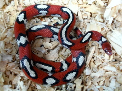 Lampropeltis triangulum temporalis aberrante