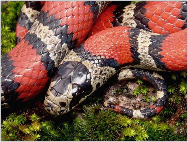 Lampropeltis webbi 2
