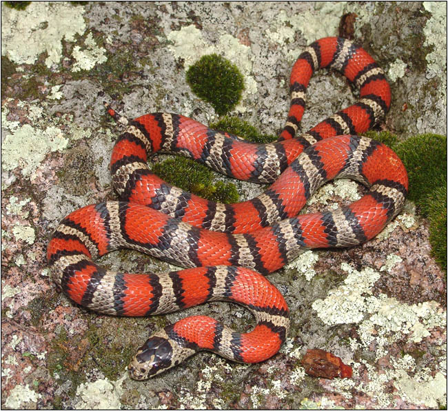 Lampropeltis webbi