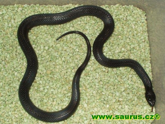 lampropeltis_mexicana_thayeri_black_03.jpg