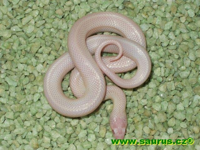 lampropeltis_mexicana_thayeri_black_albino_01.jpg