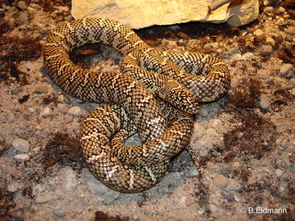 Lampropltis getulus floridana adulta