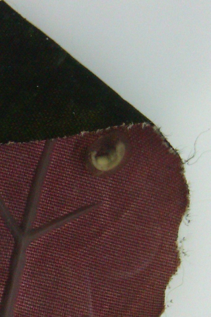 Laotriton laoensis - Huevo