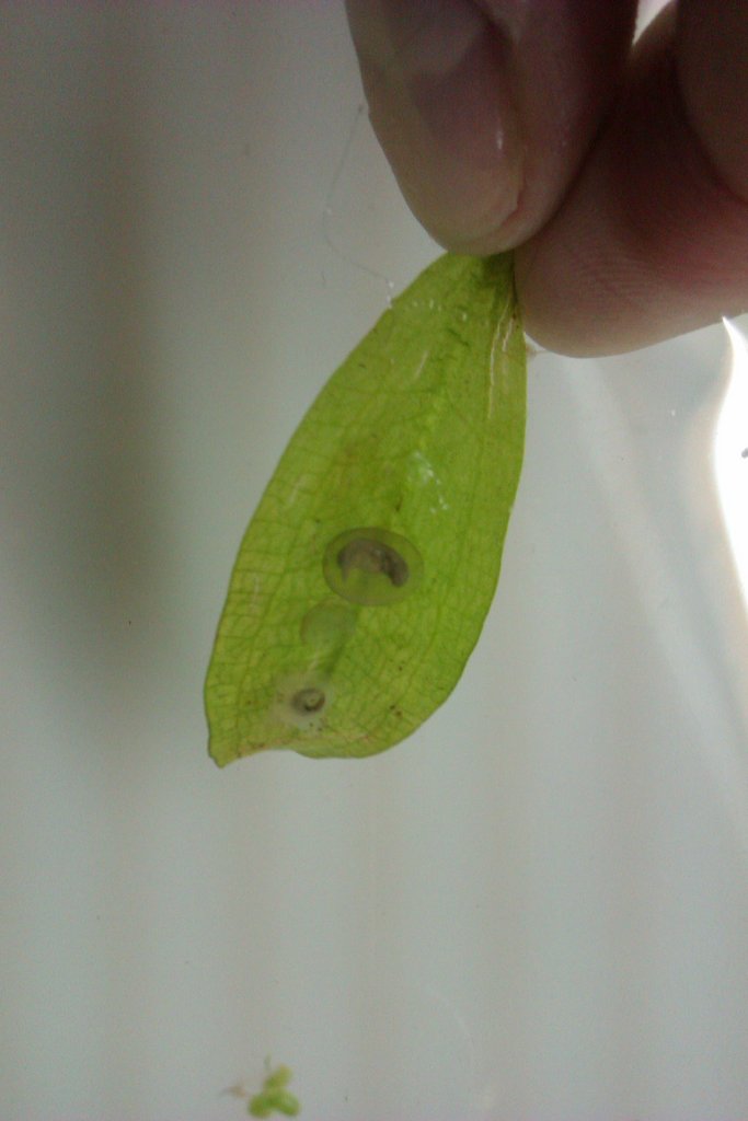 Laotriton laoensis - Huevo