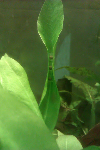 Laotriton laoensis - Huevos