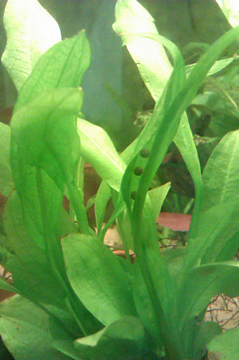 Laotriton laoensis - Huevos