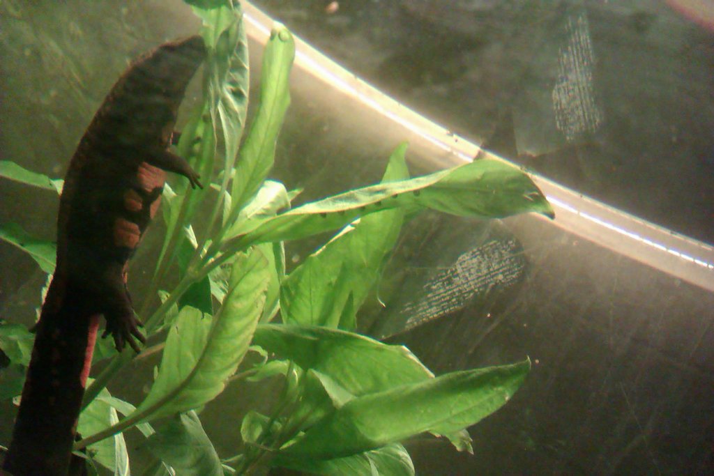 Laotriton laoensis - Huevos