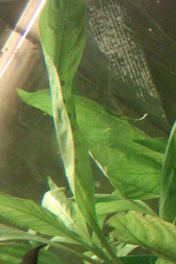 Laotriton laoensis - Huevos