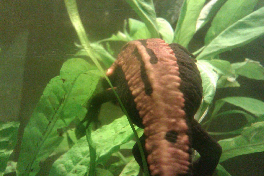 Laotriton laoensis - Huevos