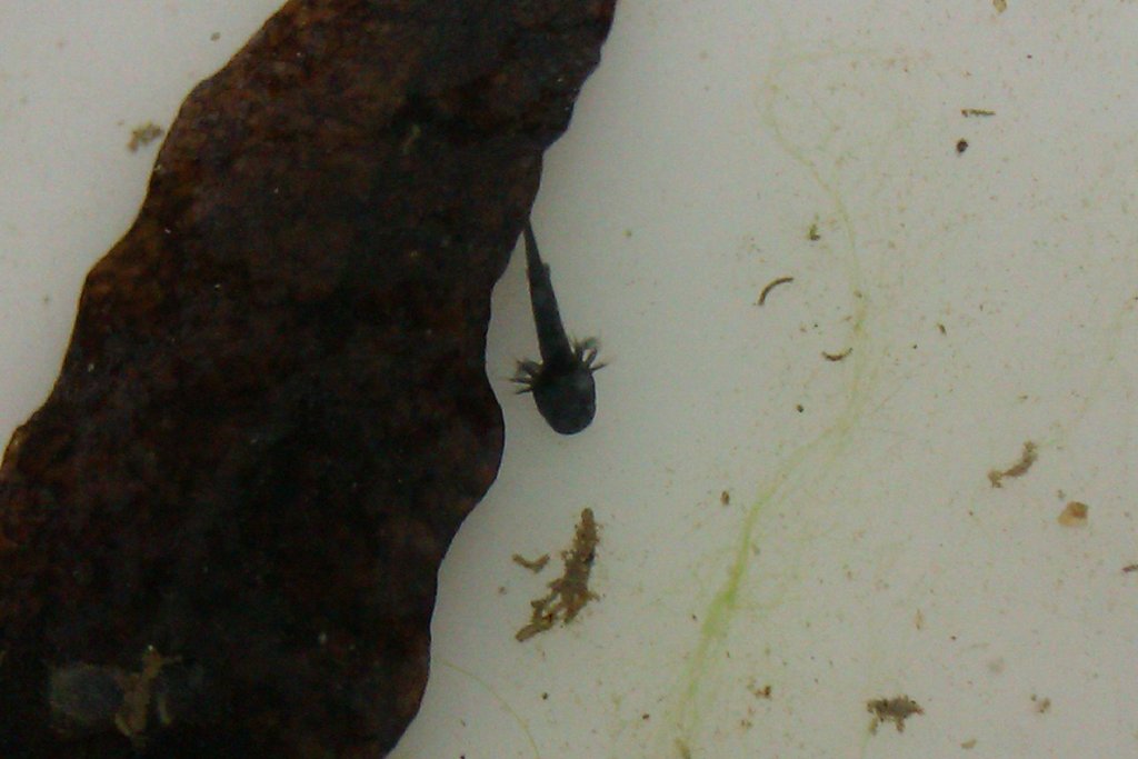 Laotriton laoensis - Larva