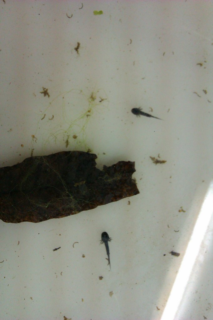 Laotriton laoensis - Larvas