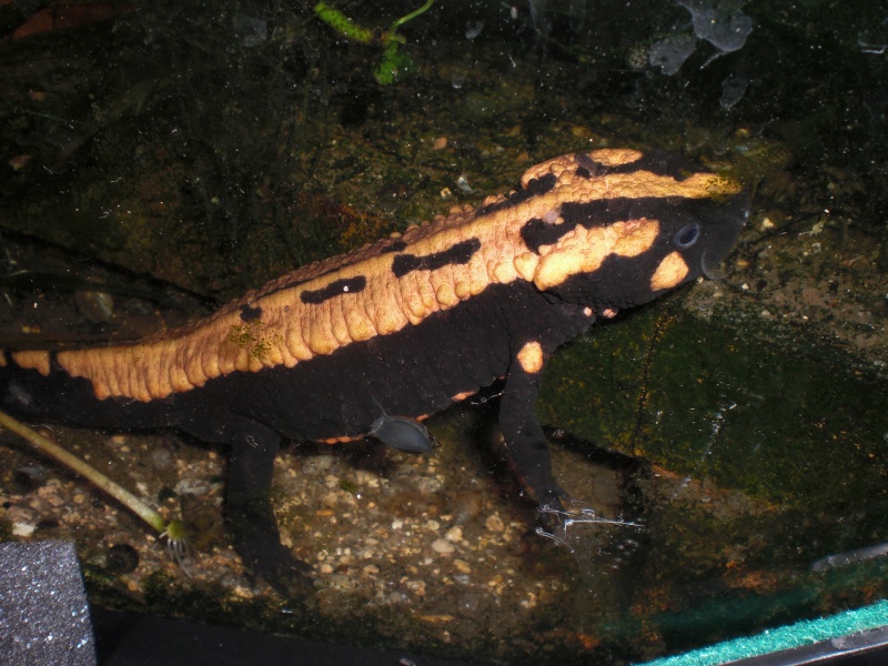 Laotriton laoensis