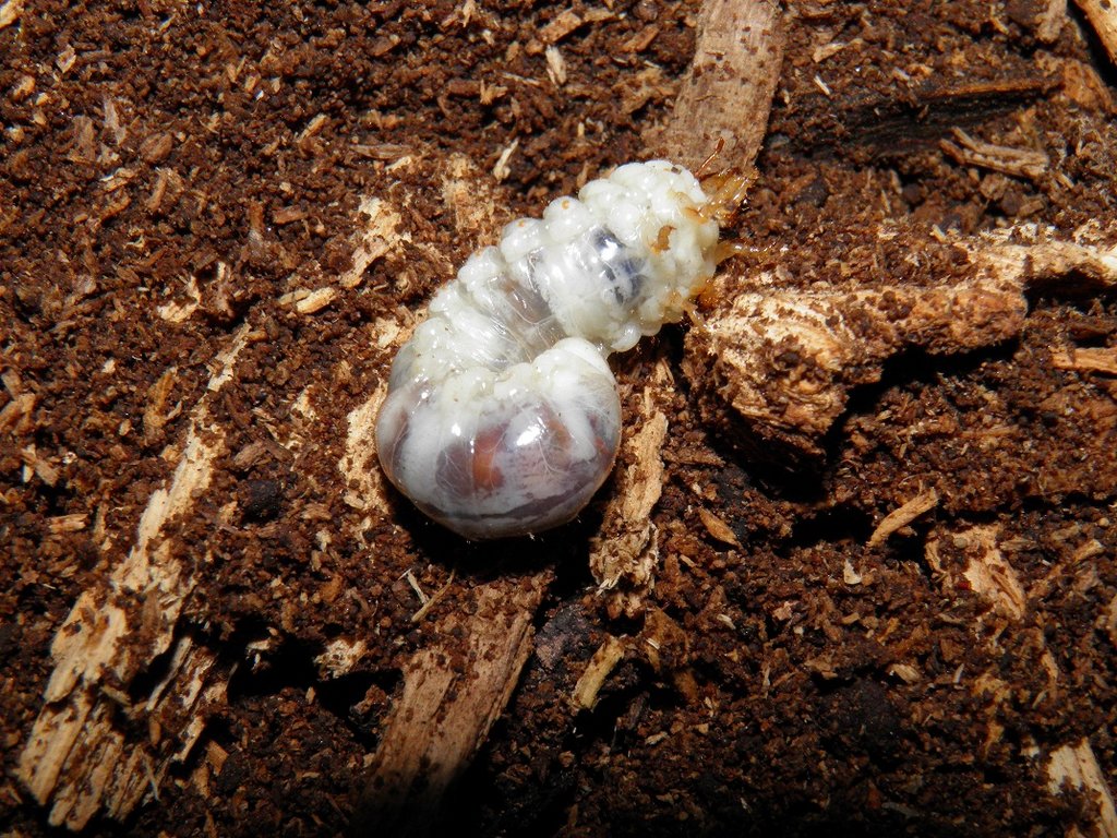 Larva de escarabajo desconocida