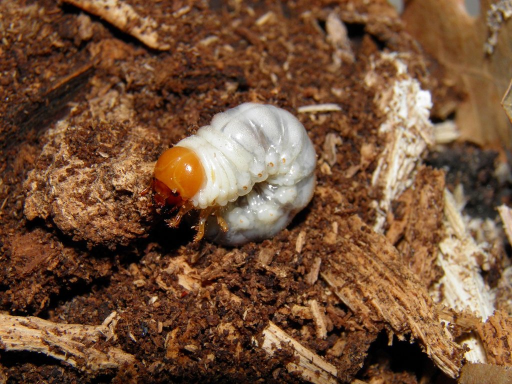 Larva de escarabajo desconocida