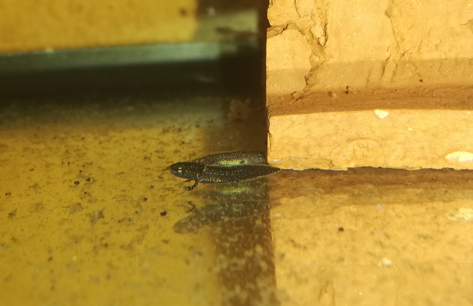 Larvas Paramesotriton chinensis 10-03-2020