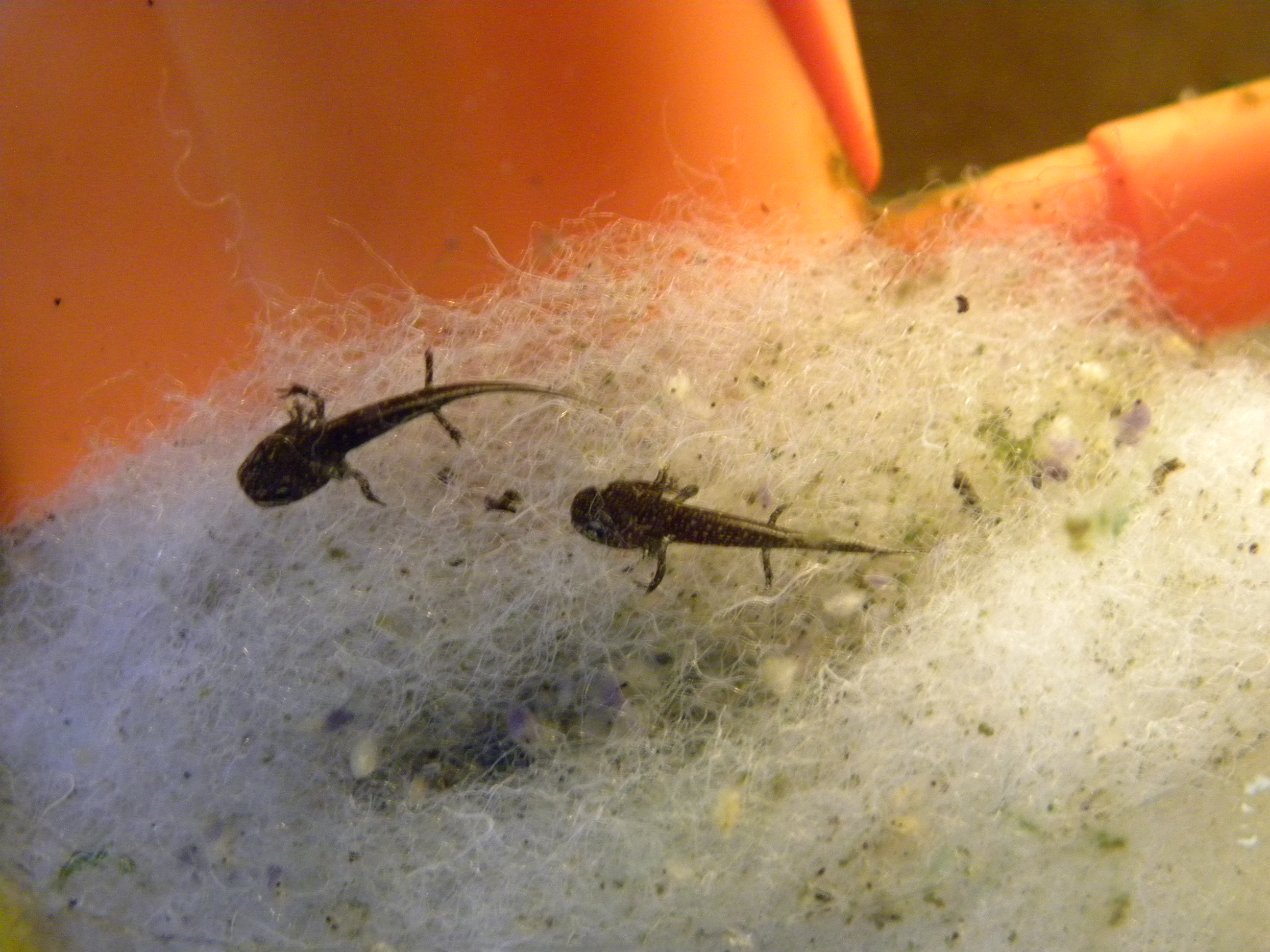 Larvas Paramesotriton chinensis