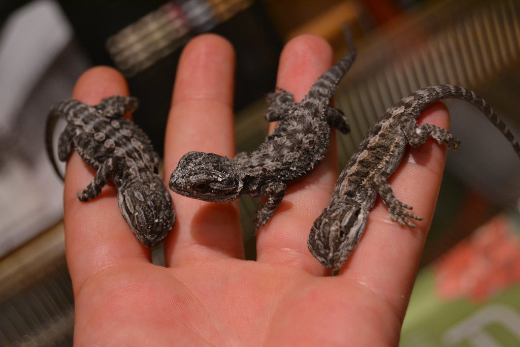 Las tres primeras crias