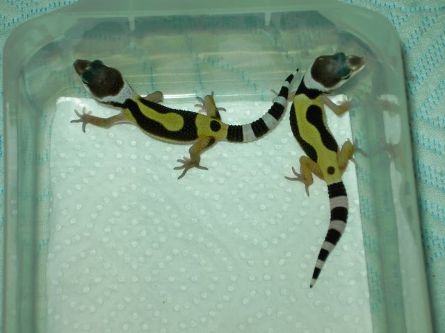 lavander [640x480].JPG