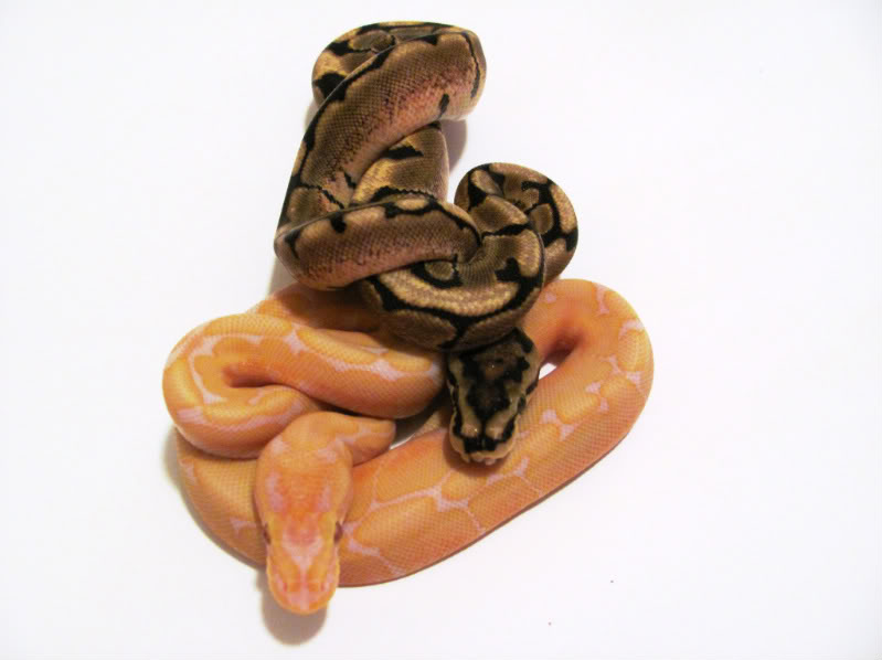 lavander albino spider --.jpg