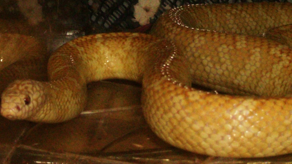 lavender albino brooksi adulto