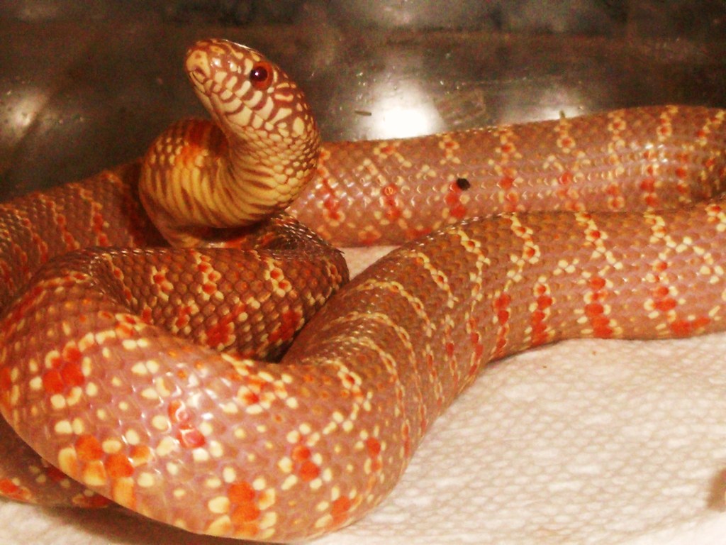 lavender albino brooksi baby