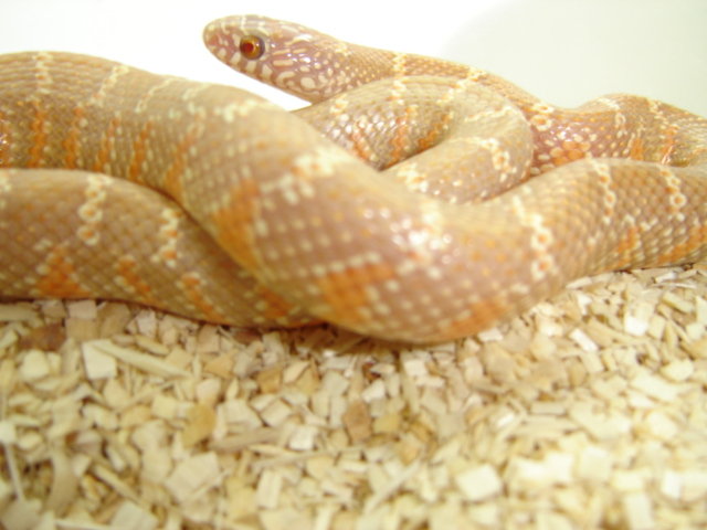 lavender albino brooksi