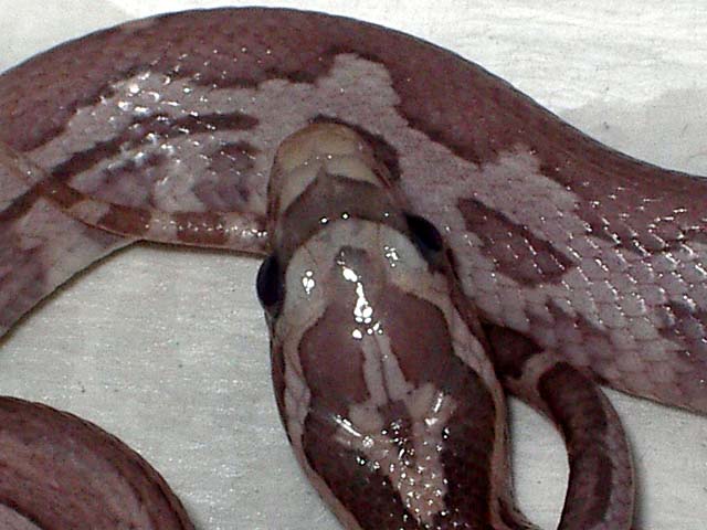 Lavender detalle.jpg