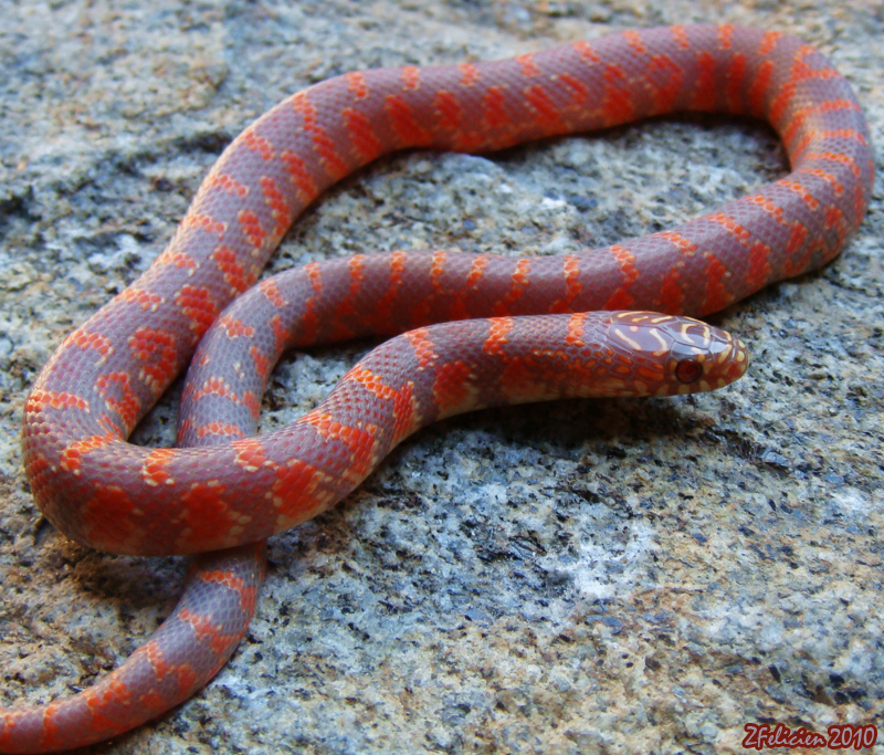 "Lavender Flame" (het "Hypo")