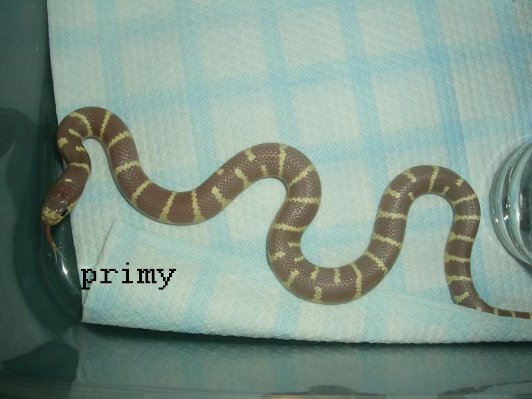 lavender hembra 1.JPG