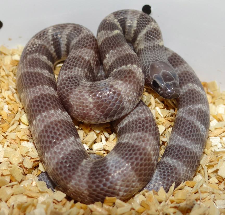 Lavender Snow californiae